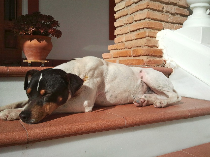 Arti, cruce de bodeguero y jack russell en adopción