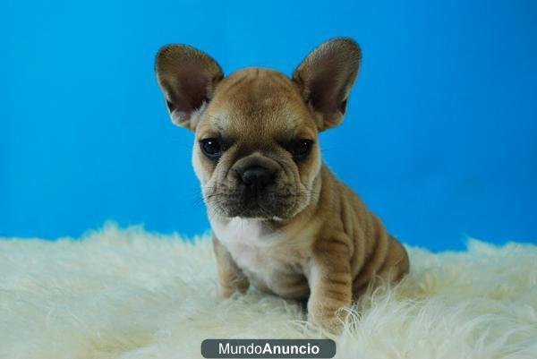 bulldo frances fawn, machitos y hembras con dos meses