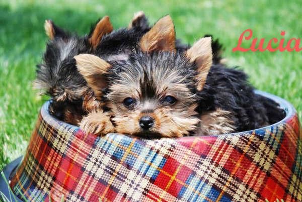 economicos  yorkshire,cachorros de dos meses