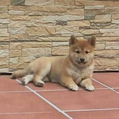 Ejemplares Shiba Inu inscritos en LOE