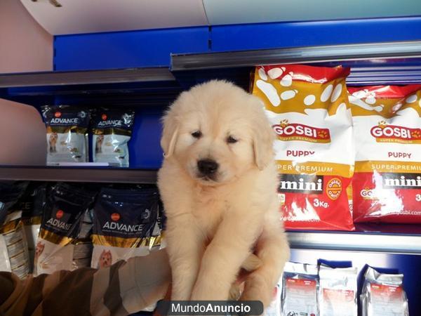 golden cachorritos