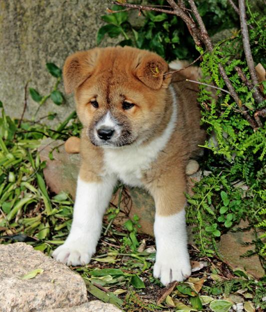 Preciosos cachorros de Akita Americano