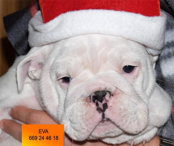 Se vende camada de Bulldog ingles