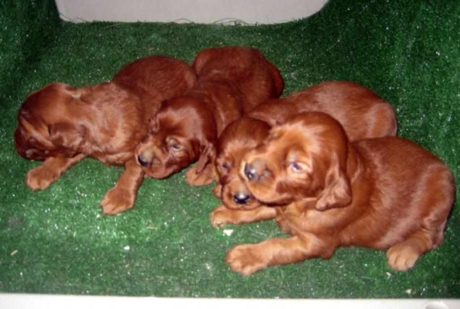 Setters irlandeses rojos caoba con pedigri.