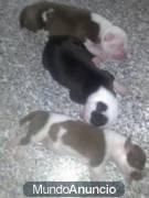 venta de pitbulls - lloreda - Badalona