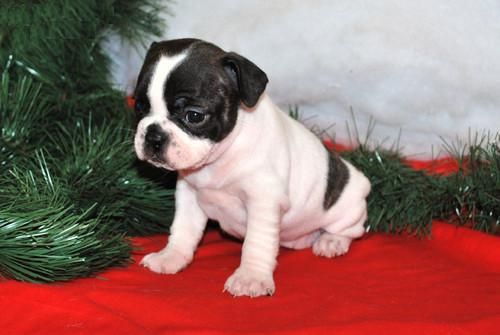 Bulldog frances magnificos