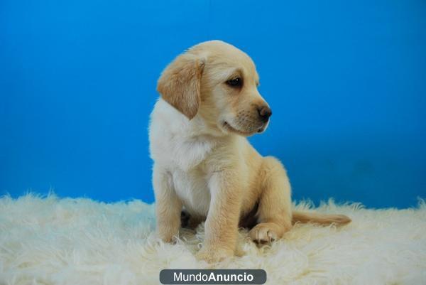 Labrador cachorros con pedigree de raza