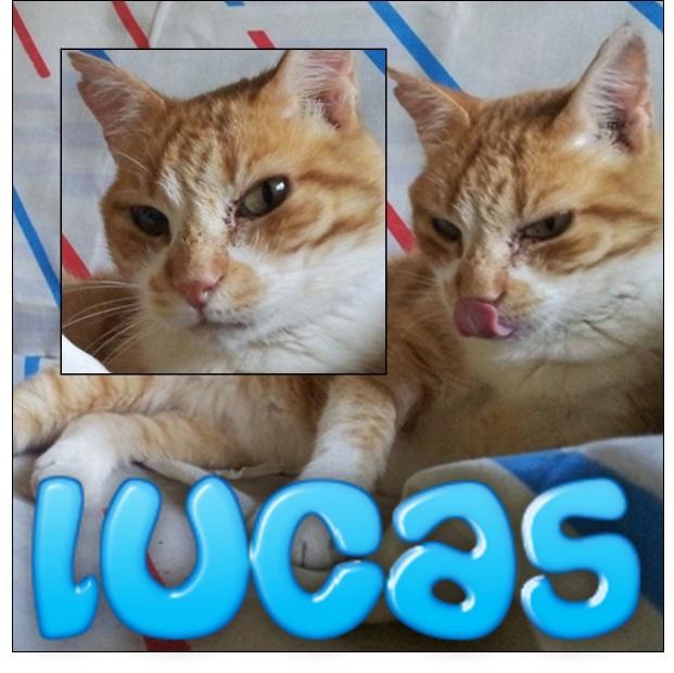 LUCAS, bondad es su segundo nombre.