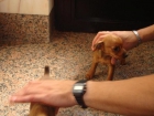 Preciosos Mini pinscher - mejor precio | unprecio.es