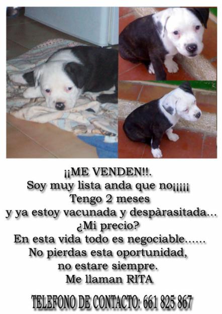 Vendo Cachorro (hembra)