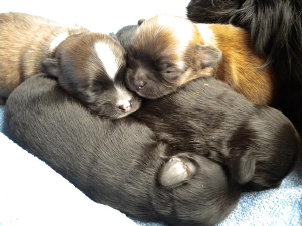 venta cachorros chihuahua pelo largo