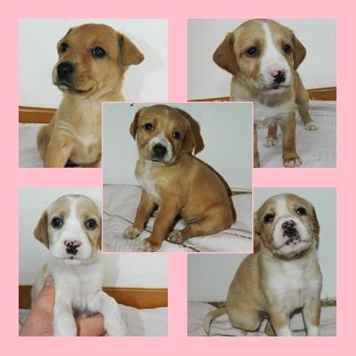 Cachorritas en adopción/acogida