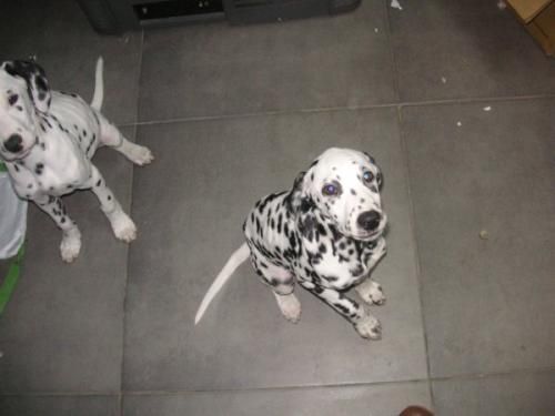 --- CACHORROS  DALMATA --- EN ADOPCIÓN