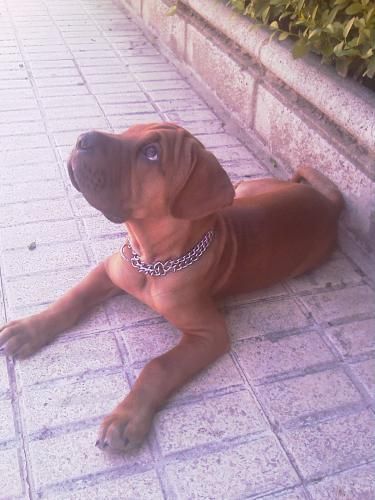 - Cruce BOXER con SHARPEI --- ADOPTA