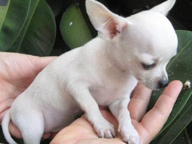 7 Precioso! Chihuahua cachorros 100€