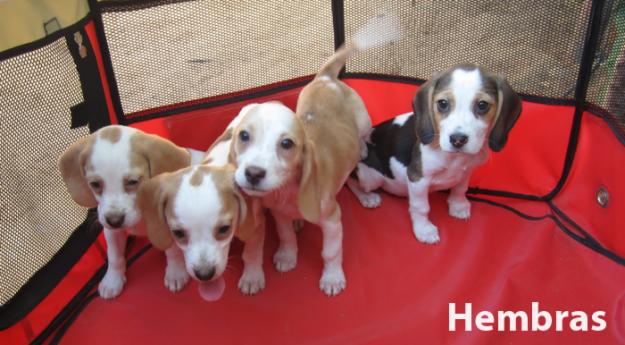 Beagles bicolores y tricolores con pedigri.