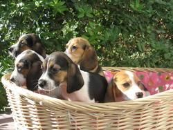 BEAGLES DE EXCELENTE CALIDAD 260 , ; )