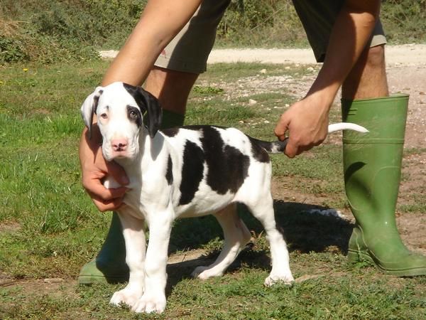 CACHORROS DE DOGO ALEMAN 850