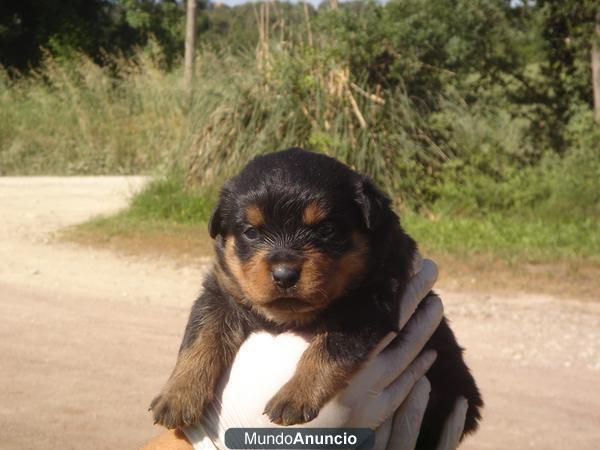 Camada Rottweiler 300€