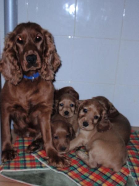 COCKER SPANIEL INGLES DORADOS CON PEDIGRE