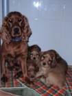 COCKER SPANIEL INGLES DORADOS CON PEDIGRE - mejor precio | unprecio.es