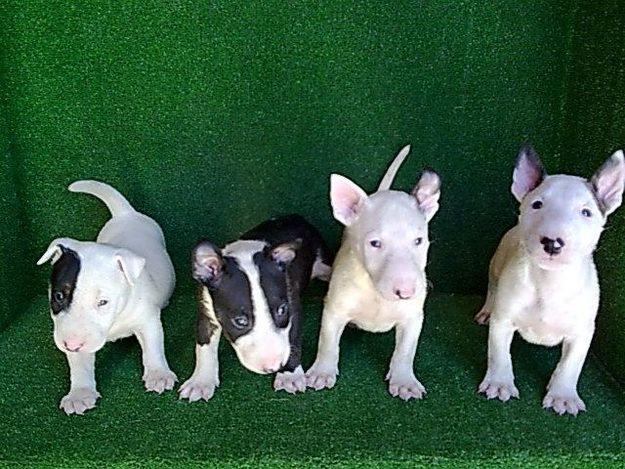 EXCELENTES BULLTERRIERS - 550 €.