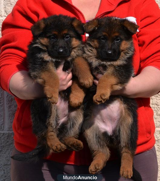 Excepcionales cachorras pastor aleman