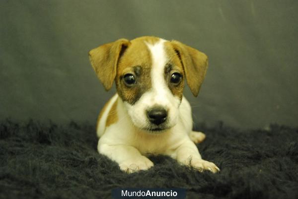 Jack Russell machos y hembras, primera calidad