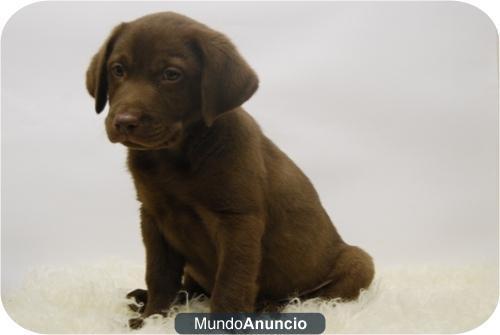 Preciosos cachorros de Labrador