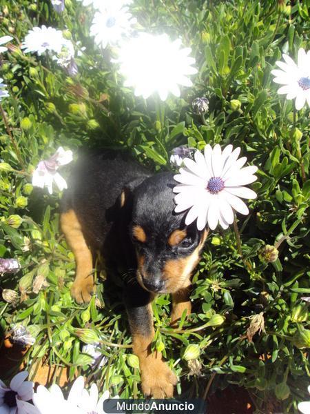 Preciosos Cachorros de Mini Pinscher Nacionales