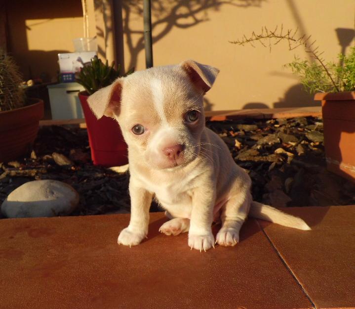 Venta hembra chihuahua toy