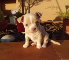 Venta hembra chihuahua toy - mejor precio | unprecio.es