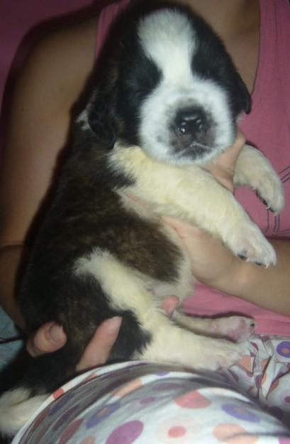 CACHORROS DE SAN BERNARDO DE PELO LARGO¡¡¡¡¡¡¡¡NO SON IMPORTADOS!!!!!!!!!!!!!!!!!!!!!!!