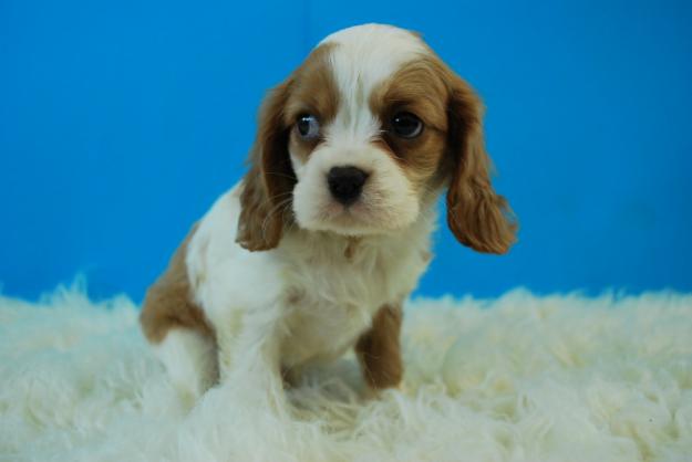 CAVALIER KING PRECIOSOS CACHORROS DE CALIDAD