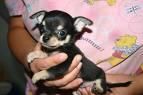 Chihuahua de Bolsillo Hembra de 7 meses