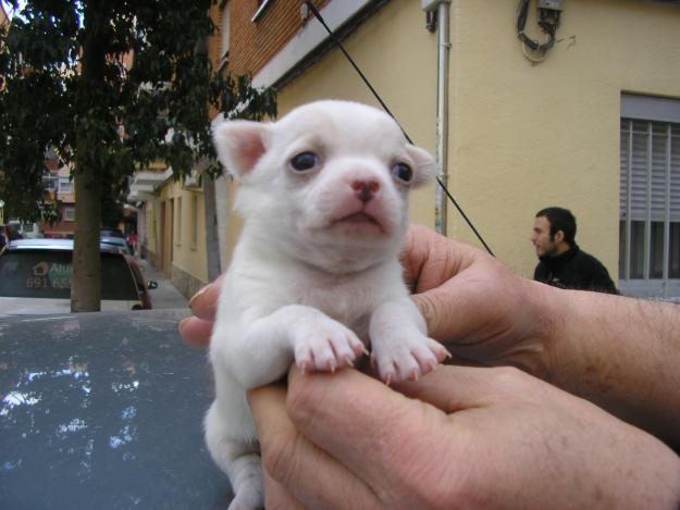 chihuahuas hembras y machos superminiaturas de pelo corto son blancos