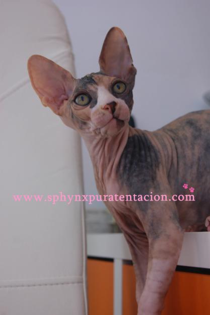 Disponible sphynx