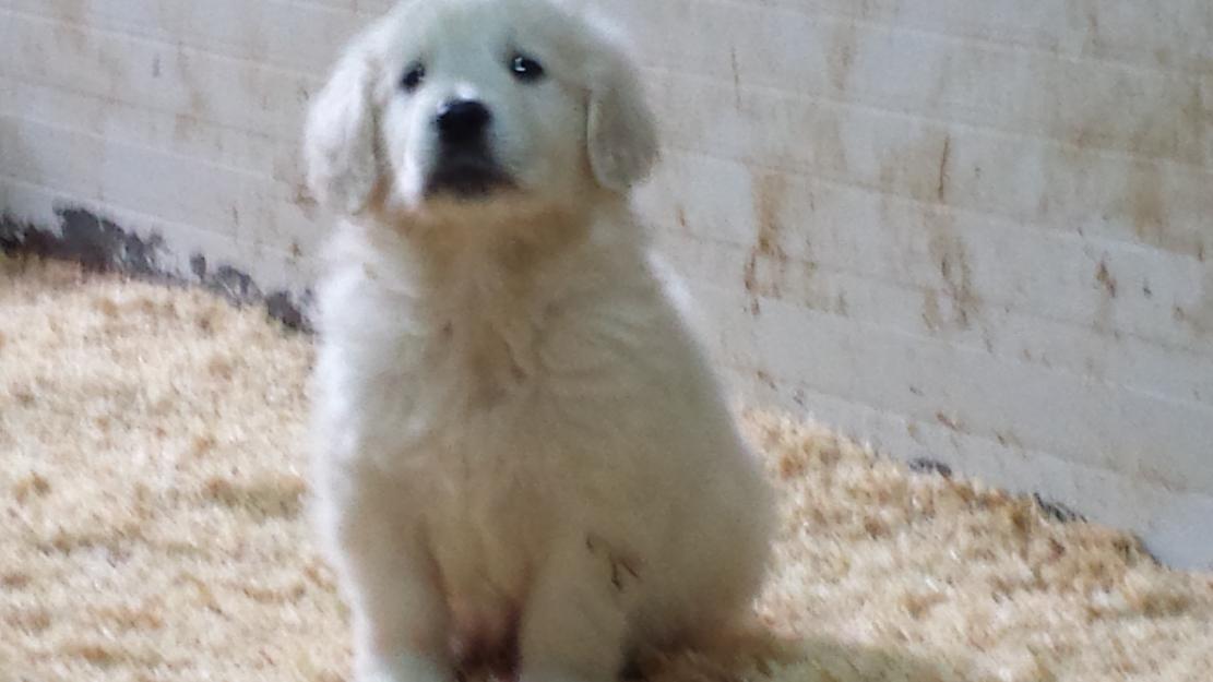 Golden retriever de Villacarsan