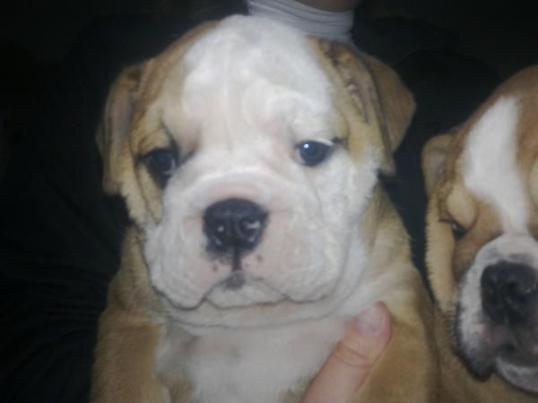 preciosos cachorros de bulldog ingles