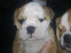 preciosos cachorros de bulldog ingles - mejor precio | unprecio.es