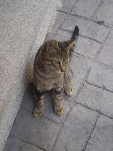 Urgente adopcion de gatito atigrado con cartilla en comunidad Madrid