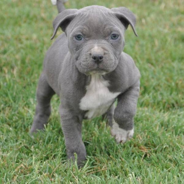 American pit bull cachorros para su aprobación