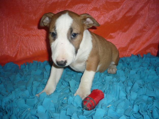 BULLTERRIER FANTASTICOS