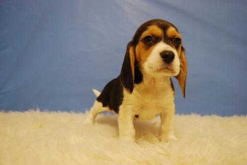 Cachorros beagle nacionales, ven a verlos !!