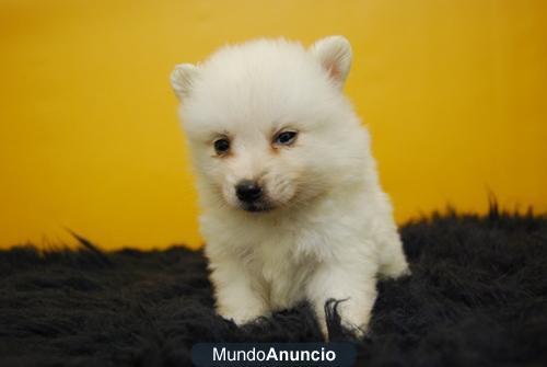 Fantasticos Pomerania entregados con dos meses