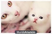 gatitos blanco nieve todoo un regalo 634 32 37 82