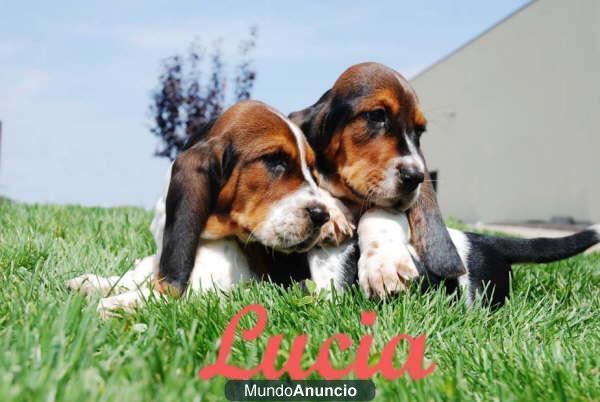 Increible Basset hound Tu cachorro