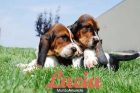 Increible Basset hound Tu cachorro - mejor precio | unprecio.es