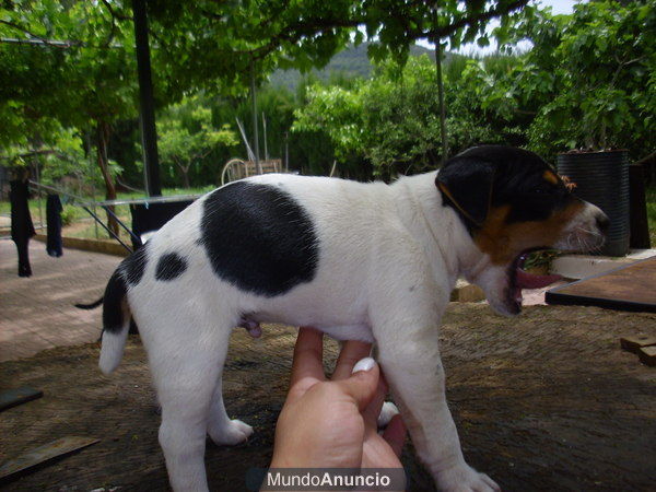 JACK RUSSELL TERRIER