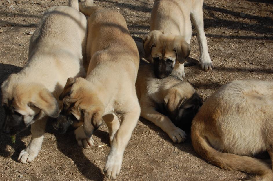 Kangal